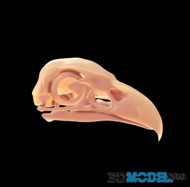 Eagle Skull