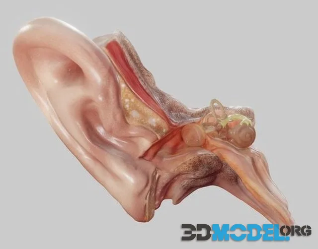 Ear Cross Section