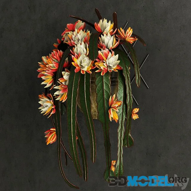 Epiphyllum