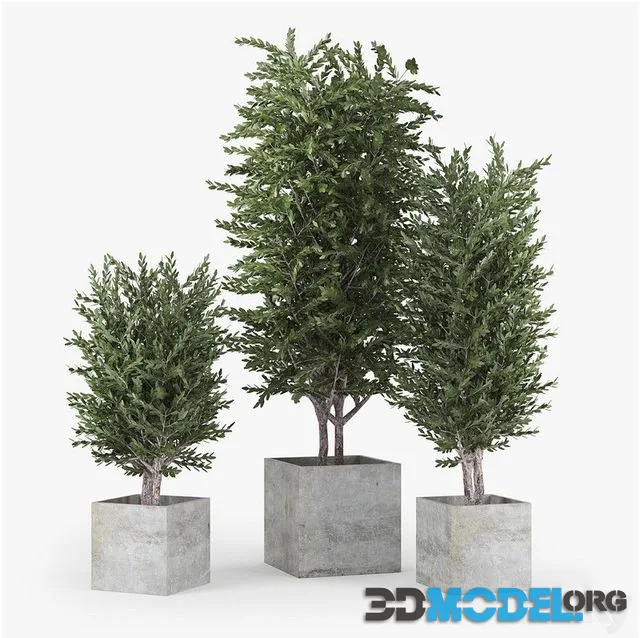 Eucalyptus