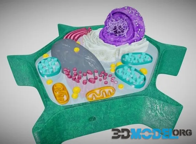 Eukaryotic Cell Plant Cell