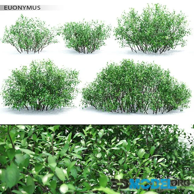 Euonymus