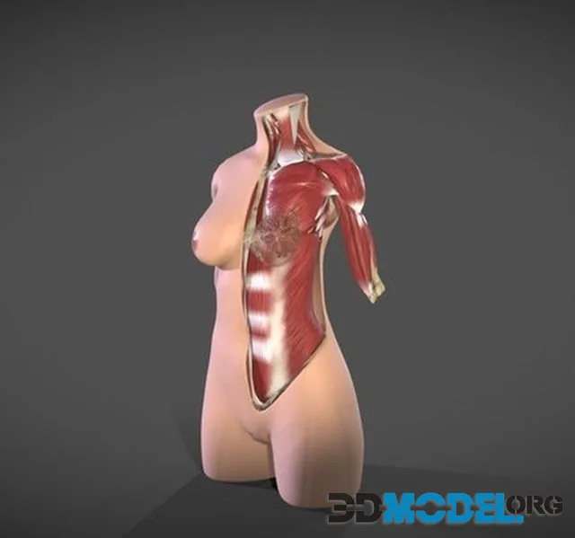 Female Torso Muscle Anatomy