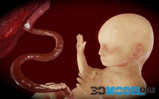 Fetus (Animated)