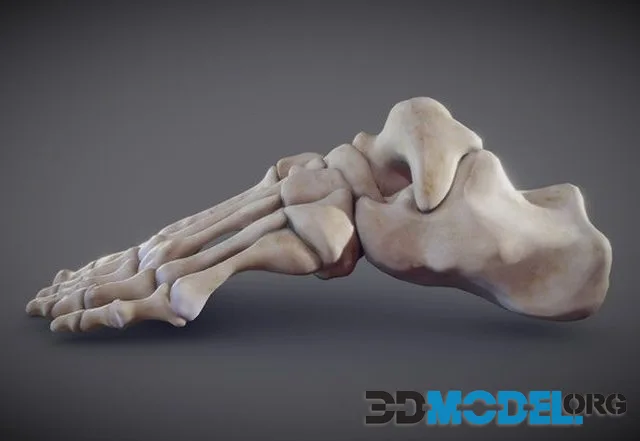 Foot Bones