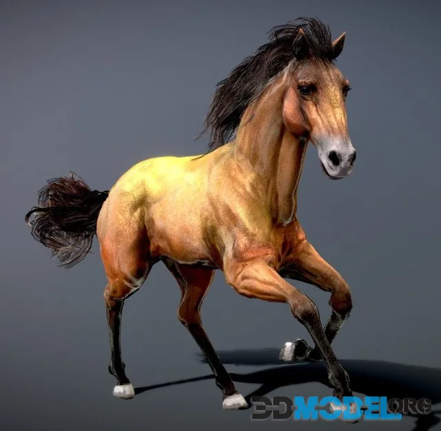 Horse Spanish Mustang Dun