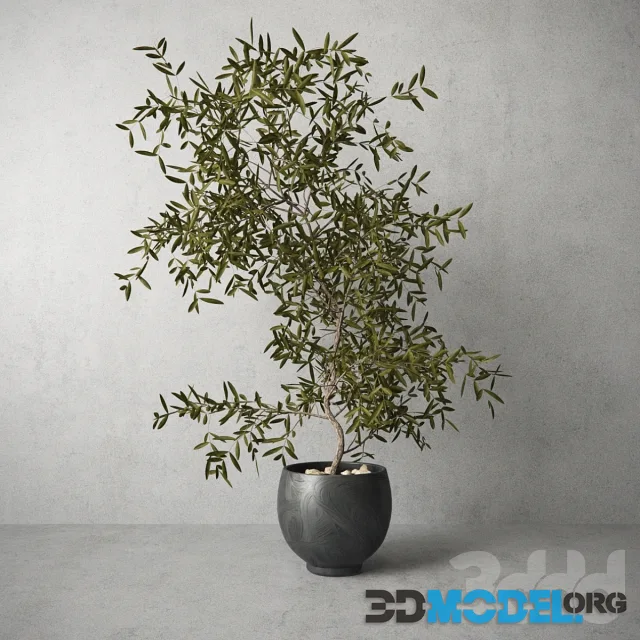 Houseplant