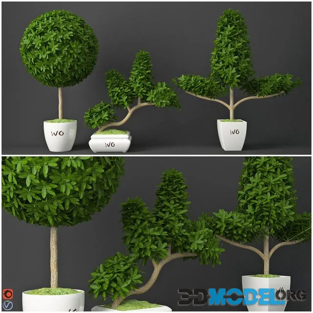 Houseplant 15