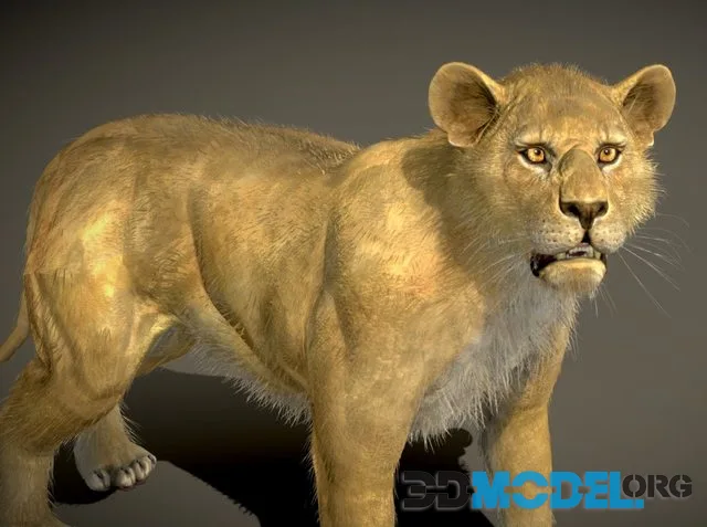 Lion (PBR)