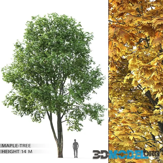Maple 002