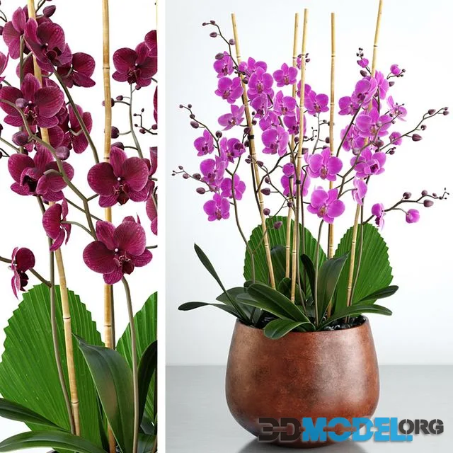 Orchid 7