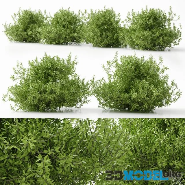 Plant 11