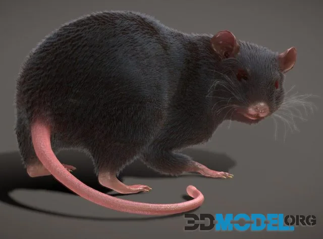 Rat Rigged Animated Pbr Real Time Fur