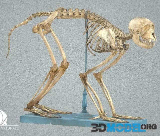 Rhesus Macaque