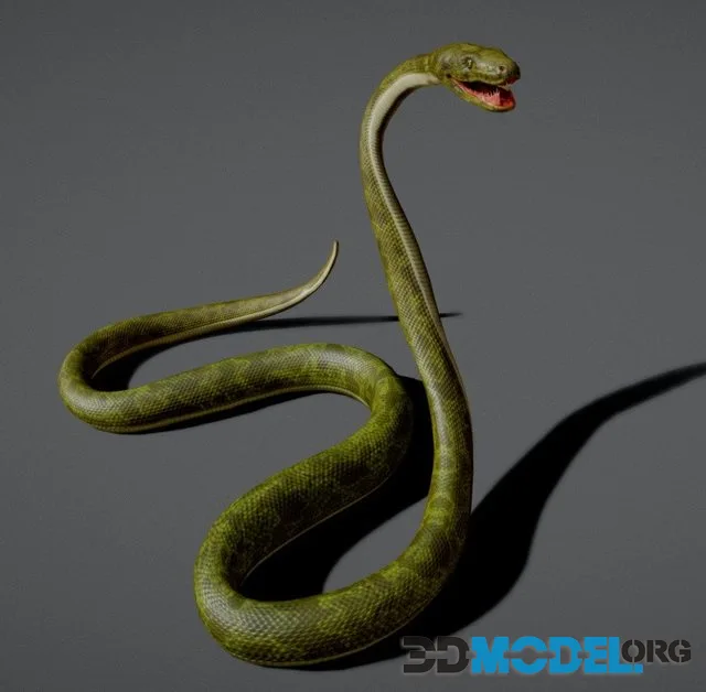 Snake Boa
