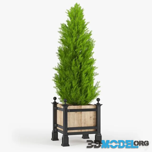 Thuja_3