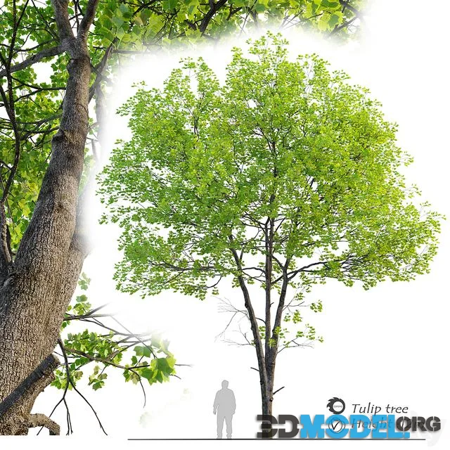Tulip tree
