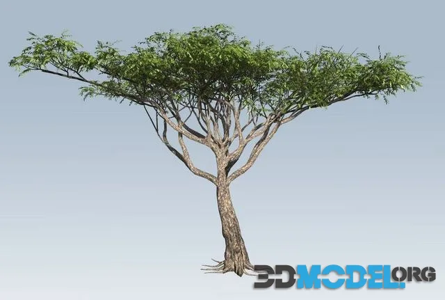 Acacia (PBR)