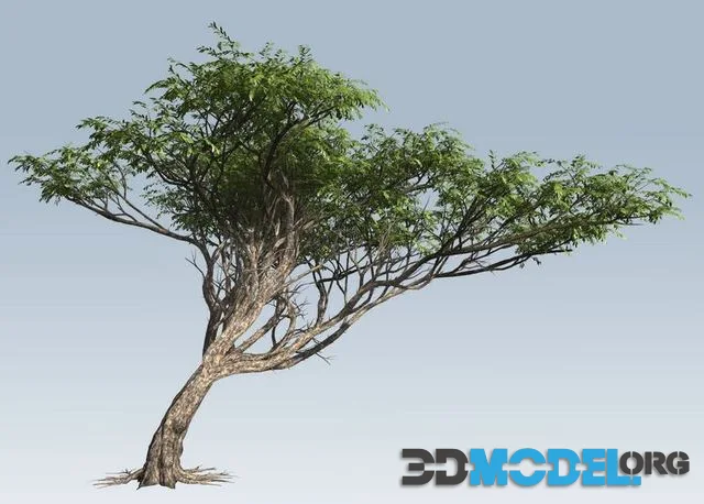 Acacia tree