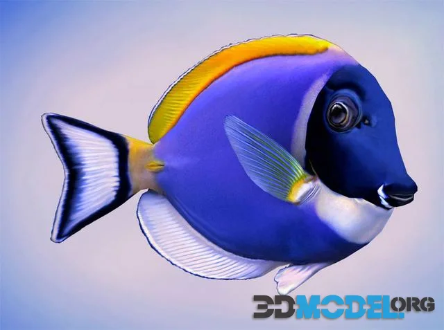 Acanthurus Leucosternon Fish surgeon (PBR)
