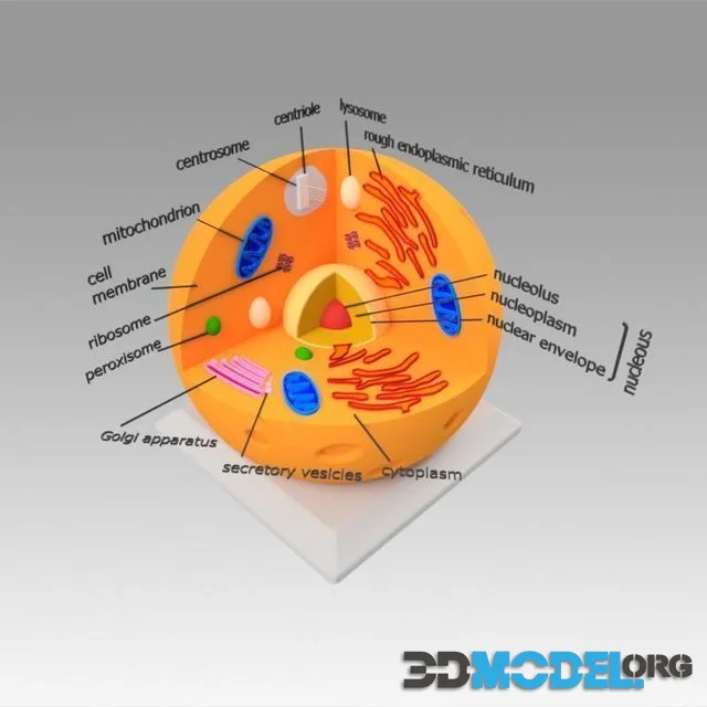 Animal Cell