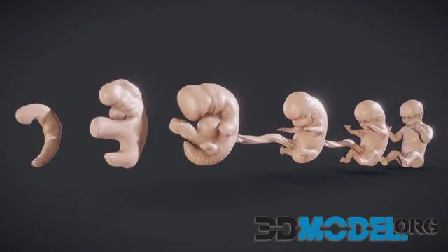 Baby Stages (Fetal Development) (PBR)