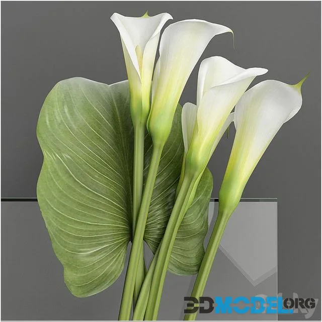 Callas 2