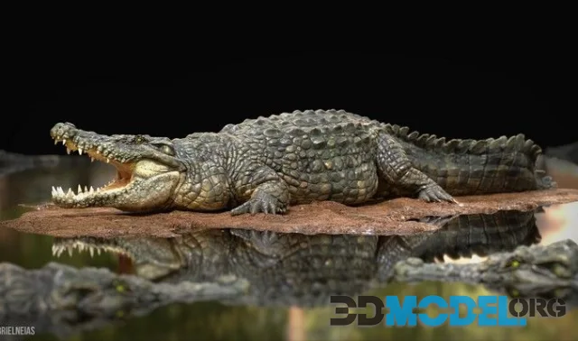 Crocodile (PBR)