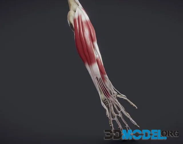 Extensors Of The Hand (PBR)