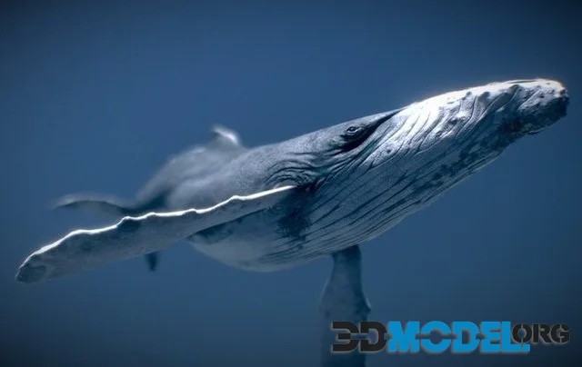 Humpback Whale