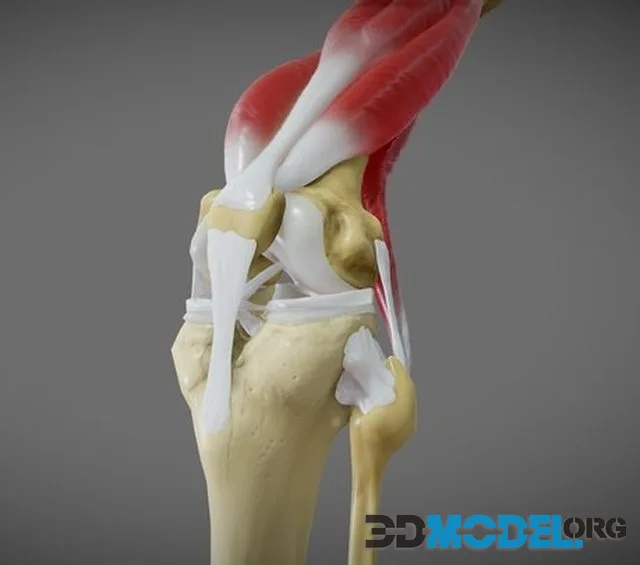 Knee