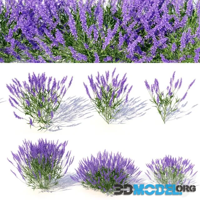 Lavandula
