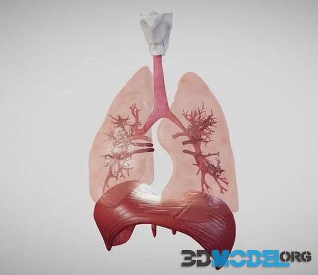 Lung Animation
