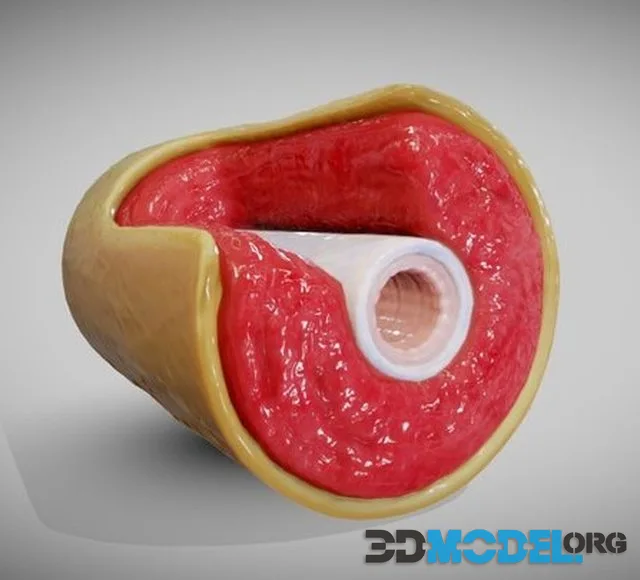 Muscular Artery