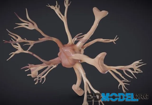 Nerve Glia (Astrocyte)