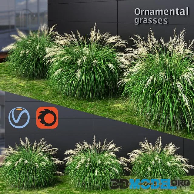 Ornamental grass Miscanthus medium