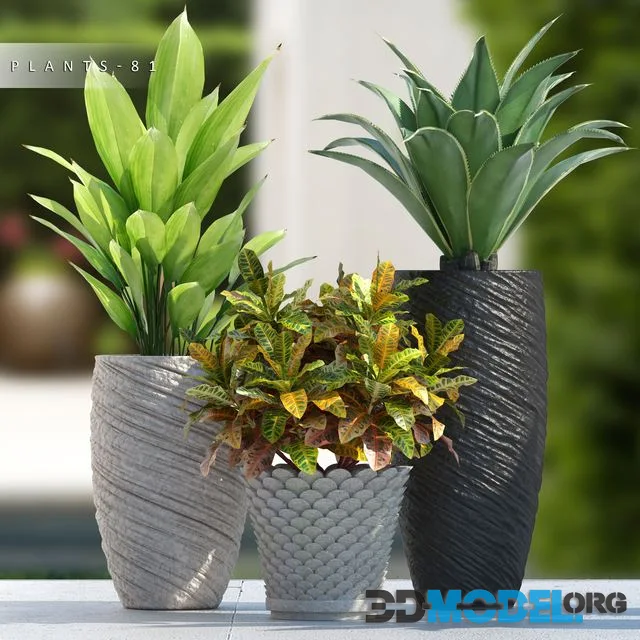 PLANTS 81