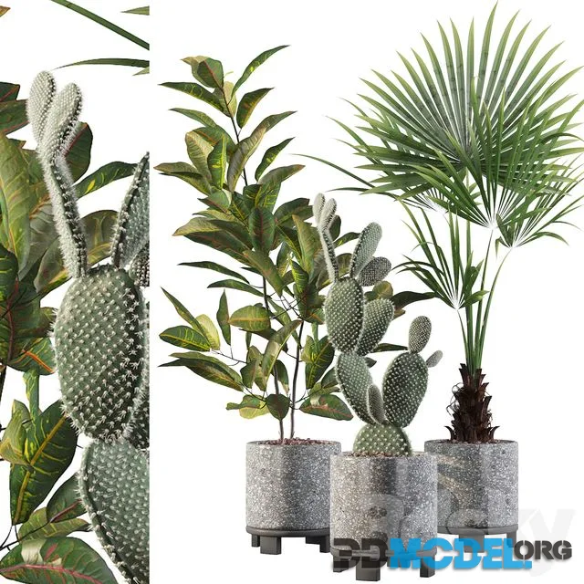 Plants collection 002