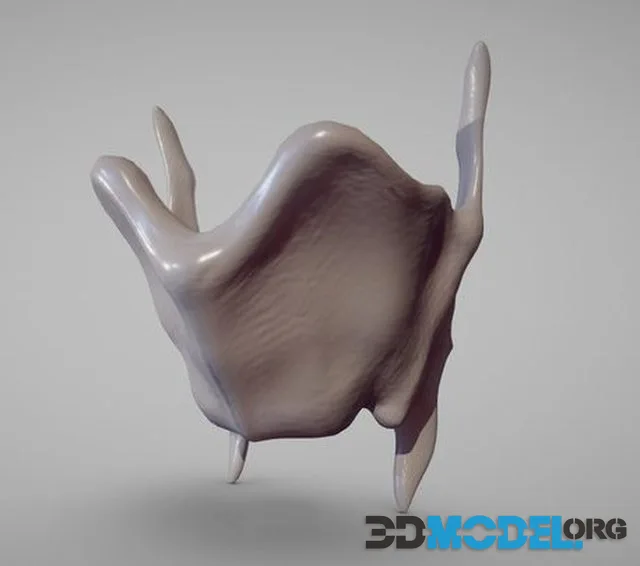 Thyroid Cartilage