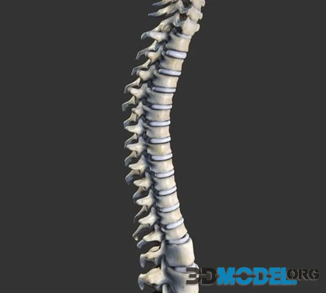 Vertebral Column
