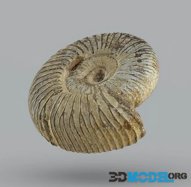 Ammonite, Science Zone UK (PBR)