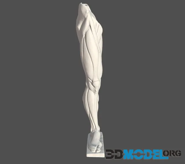 Anatomia Pierna Derecha (PBR)