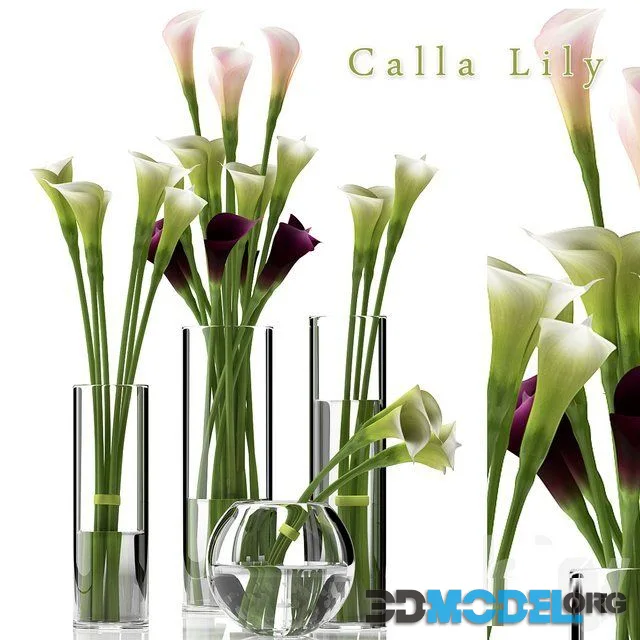CALLA LILY 2