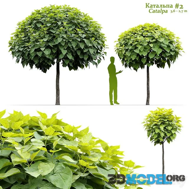 Catalpa #2