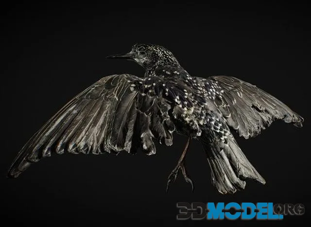 Dead Bird (PBR)