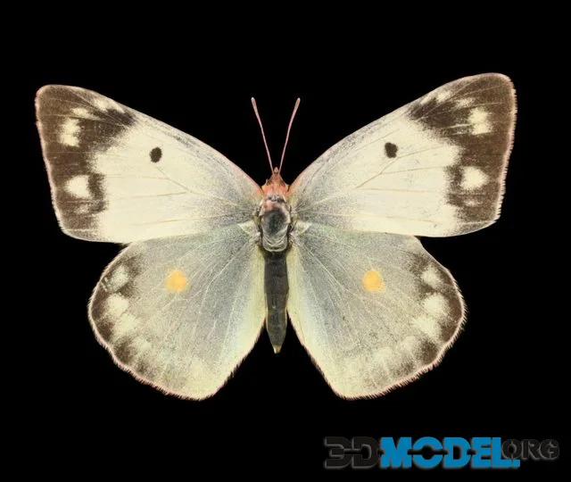Eastern Pale Clouded Yellow C Erate (PBR)