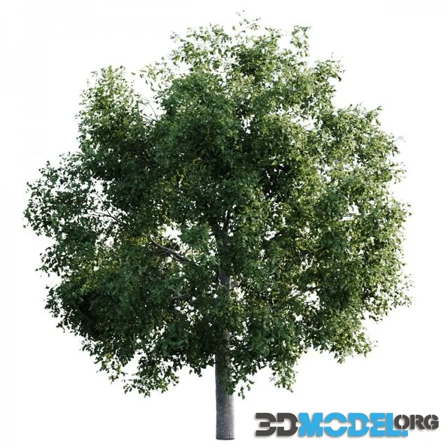 Elm tree 14m