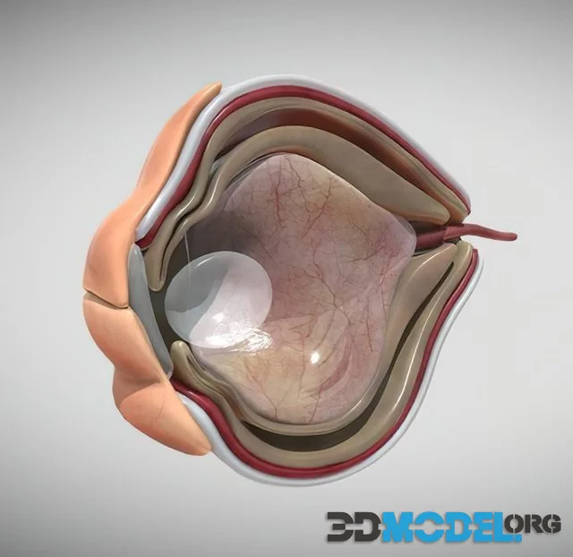 Fetal Eye Cross Section Week Sixteen (PBR)