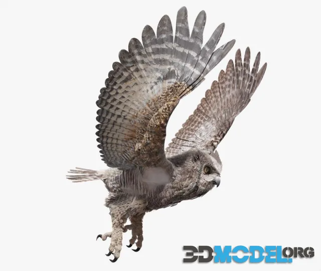 Great Horned Owl (PBR)