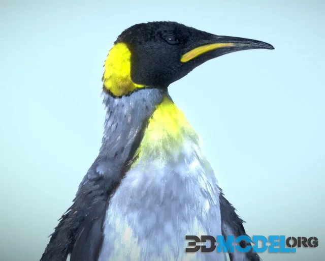 King Penguin (PBR)